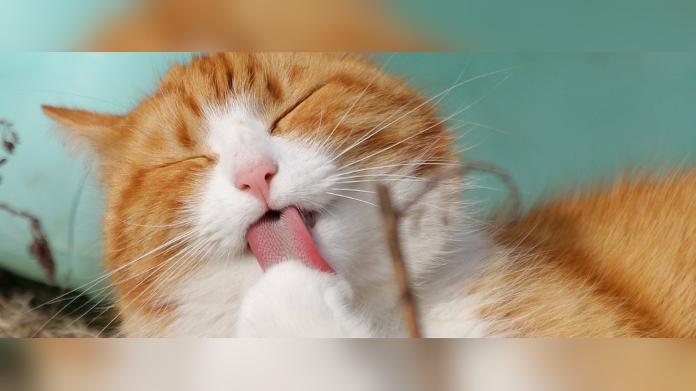 Why Do Cats Obsessively Grooming: Uncover Shocking Reasons