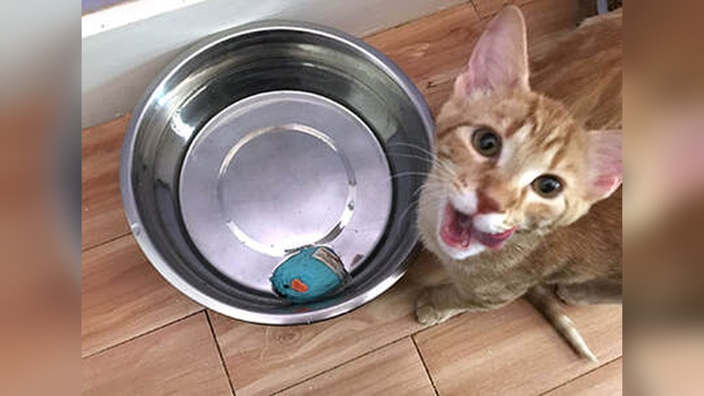 Why Do Cats Put Their Toys in the Food Bowl: Surprising Reasons Revealed