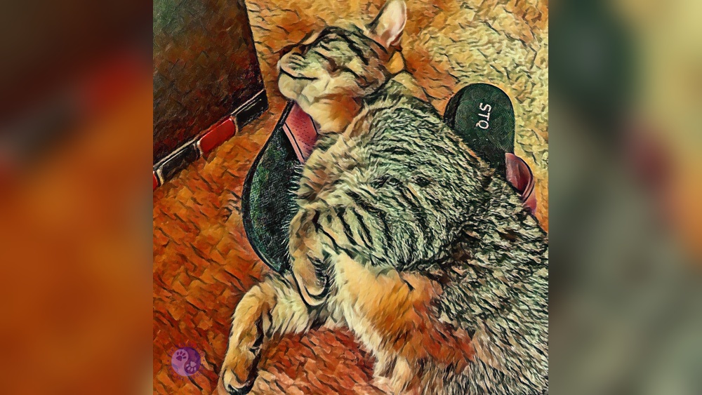 Why Do Cats Put Their Toys in Your Shoes: Surprising Reasons Revealed