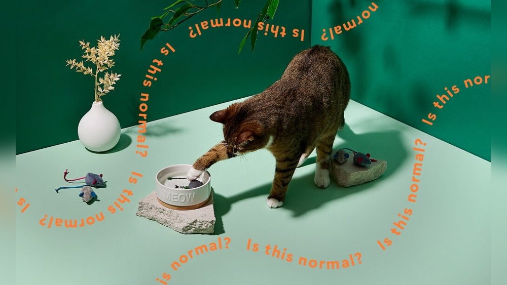 Why Do Cats Put Toy Mouse in Water Bowl: Surprising Reasons Explained