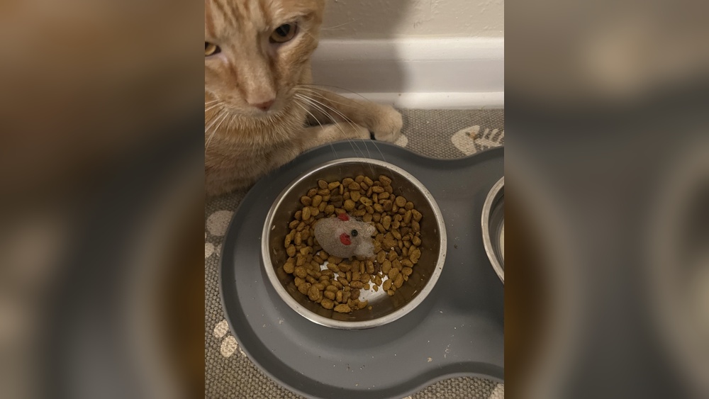 Why Do Cats Put Toys in Food Bowls: Surprising Cat Behavior Explained