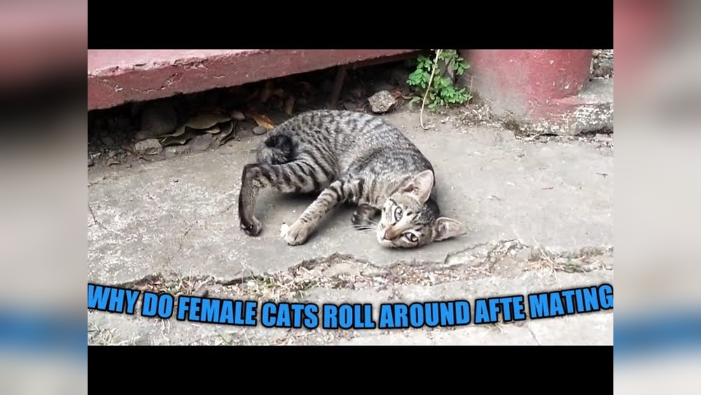 Why Do Cats Roll After Breeding: Surprising Reasons Explained