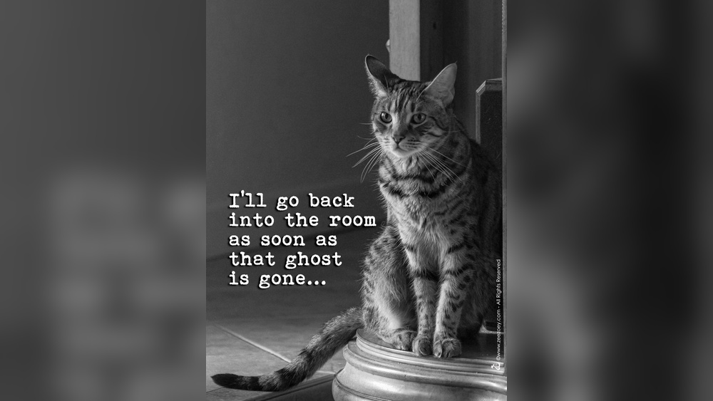 Why Do Cats Stop Grooming And Stare at Nothing: Surprising Reasons Revealed