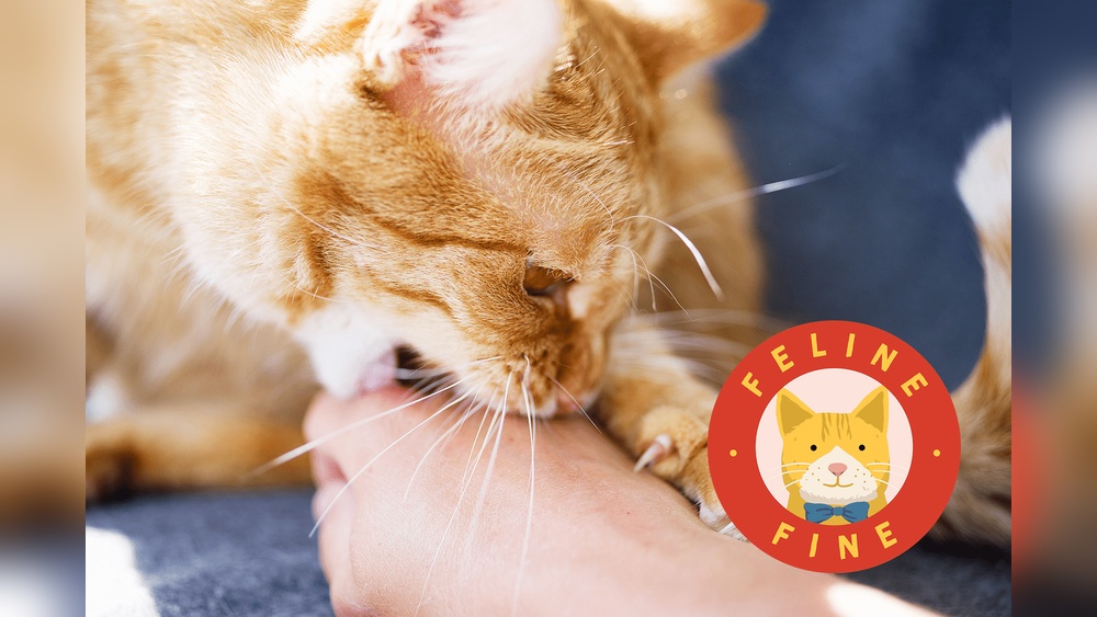 Why Do Cats Suddenly Start Grooming: Surprising Reasons Explained