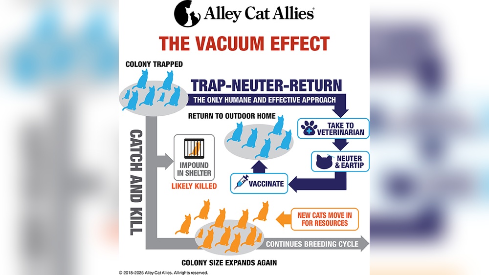 Why Do Cats That Have Been Breeding Quit? Shocking Reasons Revealed!