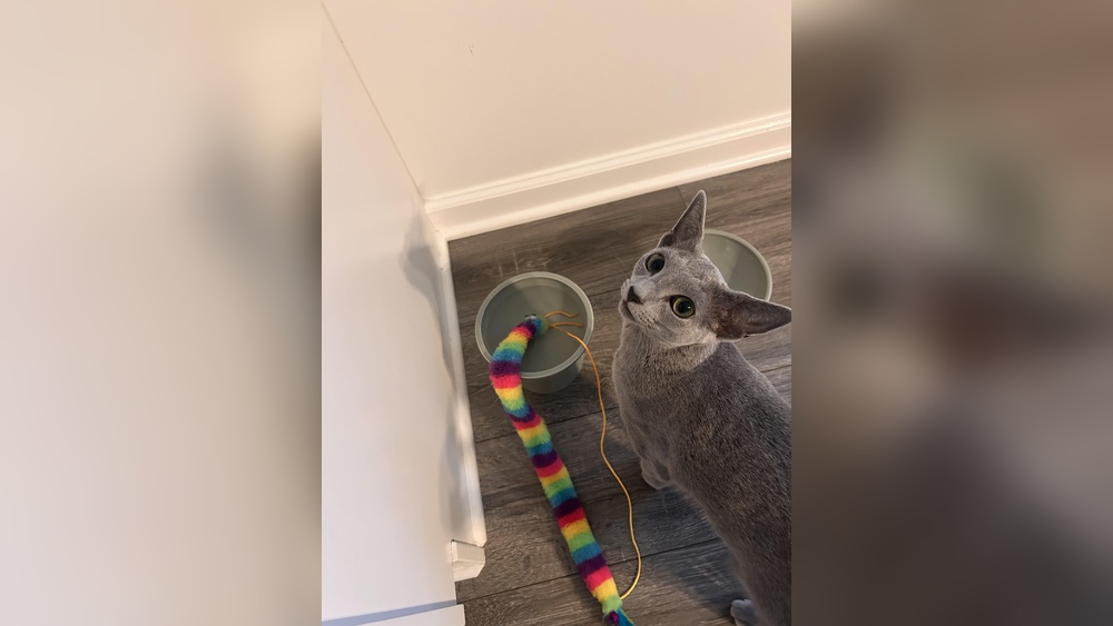 Why Do Cats Wet Their Toys: Surprising Reasons Explained