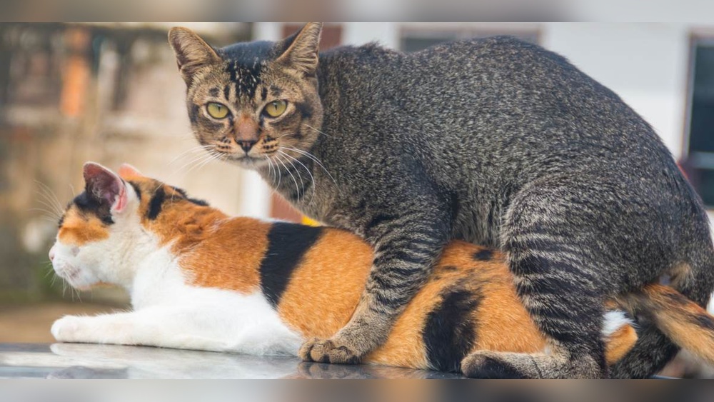 Why Do Cats Yell While Breeding: Surprising Reasons Explained