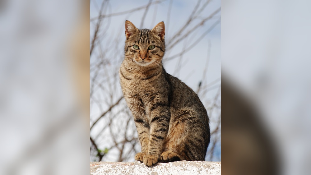 Why Do Emale Cats Allow Breeding by Numerou Males: Surprising Insights