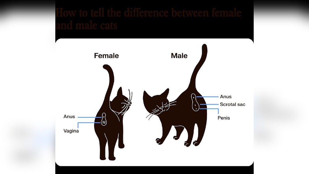 Why Do Female Cats Hiss at Male Cat Mating Behavior: Surprising Reasons Revealed