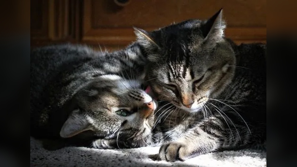Why Do Grown Cats Groom Each Other: Surprising Benefits Explained