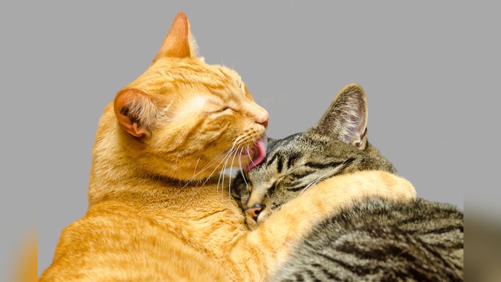 Why Do My Two Male Cat Aggressively Groom Each Other: Surprising Reasons Explained