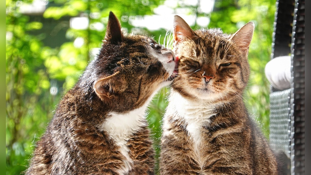 Why Do Some Cats Groom Each Other: Surprising Reasons Explained