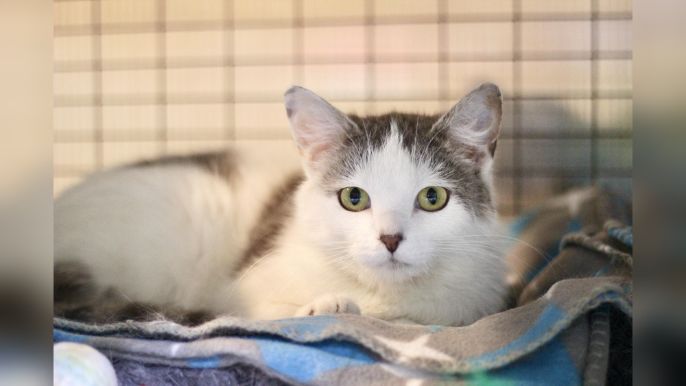 Why Do Some Cats Like Water Petfinderpetfinder Home Cat Breeds: Surprising Facts Revealed