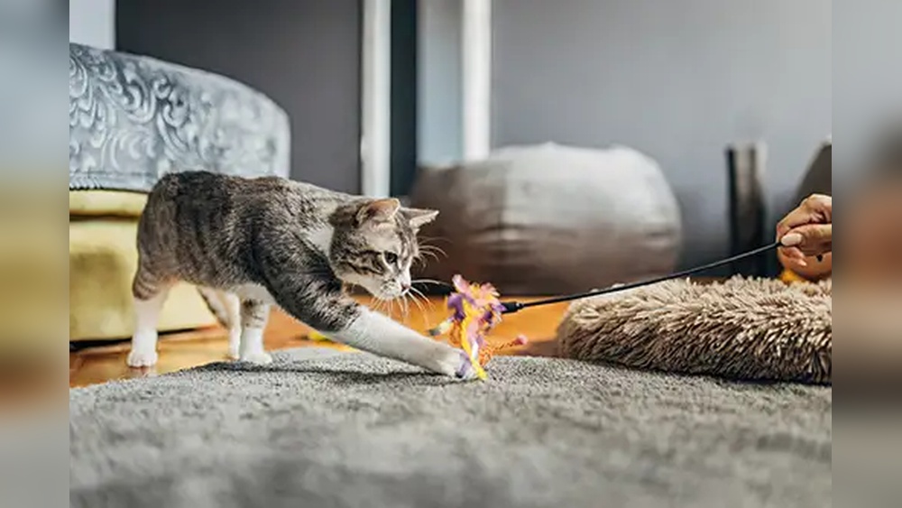 Why Do You Need Toys to Stimulate Cats: Boost Health & Happiness