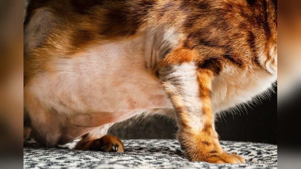 Why Does a Cat Excessively Groom: Uncover Surprising Causes