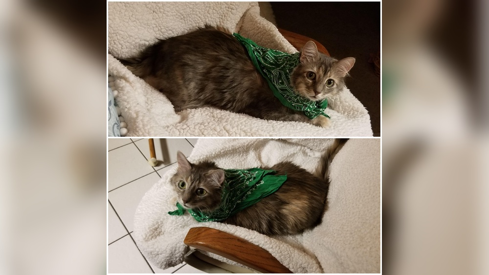 Why Does Cat Keep Grooming After Flea Medication? Key Reasons Explained