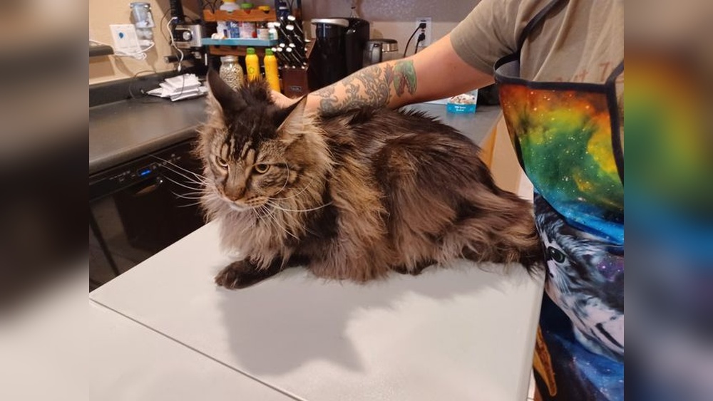 Why Does Cat Use Me As a Grooming Platform: Surprising Reasons Explained