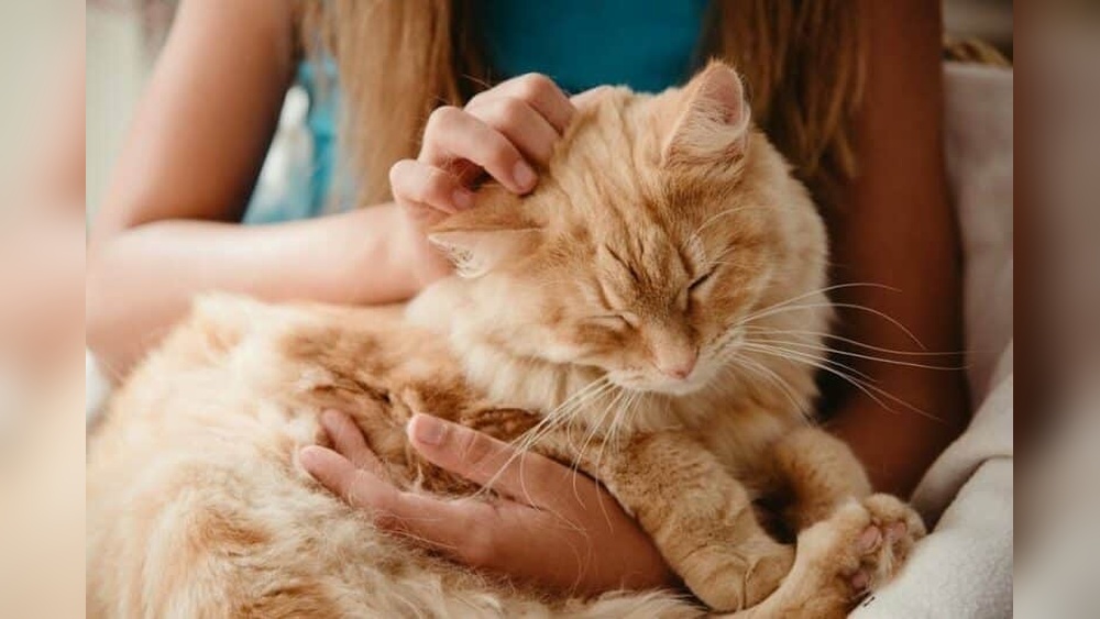 Why Does My Cat Always Groom Herself on Me: Surprising Reasons Revealed