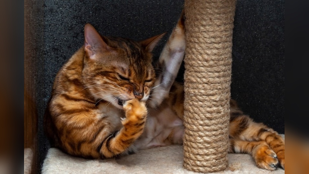 Why Does My Cat Bite Her Paws When Grooming: Surprising Reasons Revealed