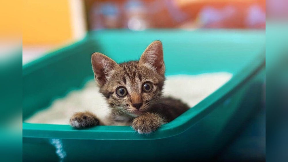 Why Does My Cat Bring a Toy into Litter Box? Surprising Reasons!