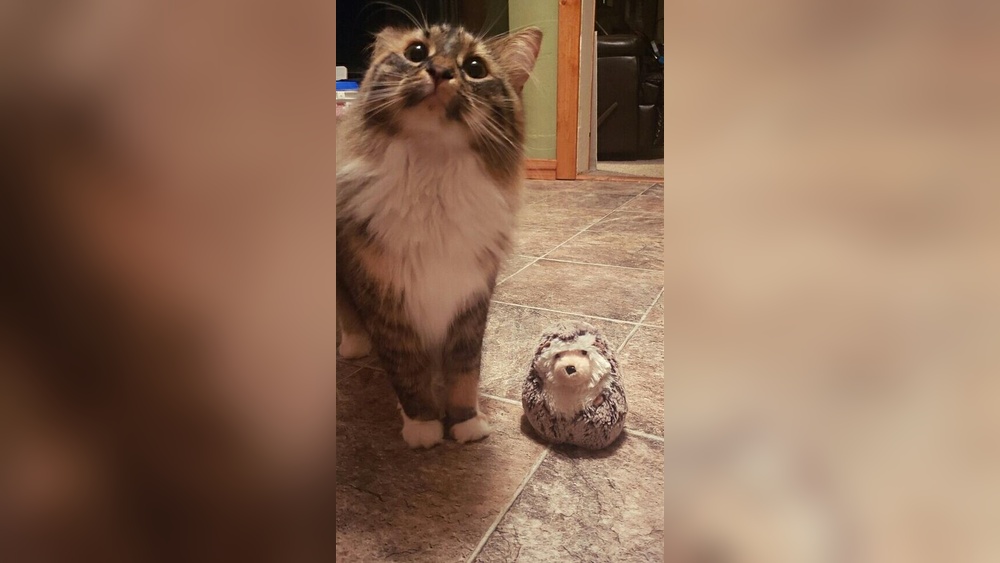 Why Does My Cat Bring His Toy to Me: Surprising Reasons Revealed