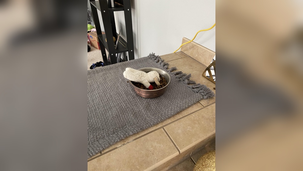 Why Does My Cat Bring His Toys to His Food: Surprising Reasons Revealed