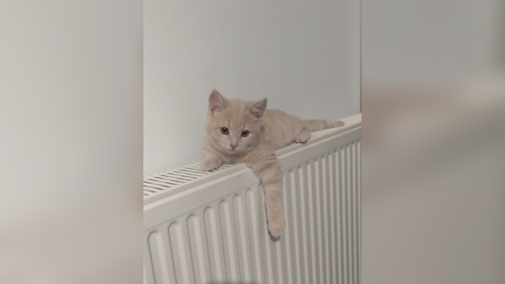 Why Does My Cat Bring Me Wet Toys: Surprising Reasons Revealed