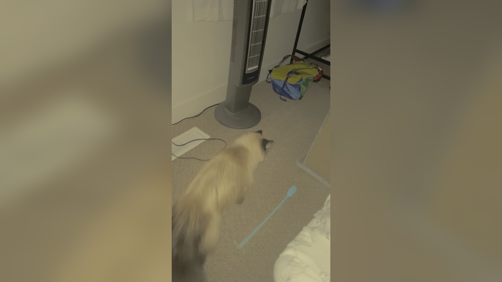 Why Does My Cat Carry around His Toy: Surprising Reasons Explained