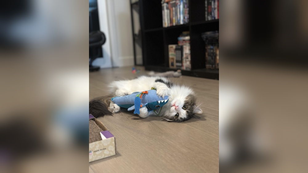 Why Does My Cat Coo at Her Toys: Surprising Reasons Explained