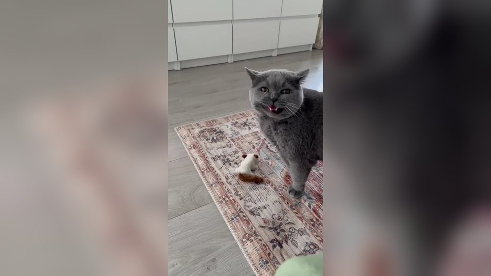 Why Does My Cat Cry When He Plays With Toys: Surprising Reasons Revealed