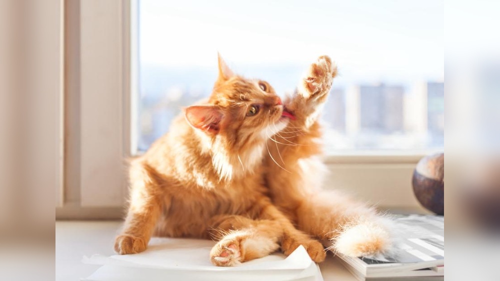 Why Does My Cat Fircely Groom Himself: Shocking Truths Revealed