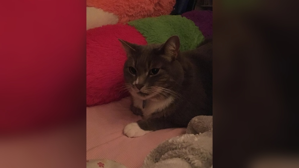 Why Does My Cat Groom And Bite My Dog: Surprising Reasons Explained