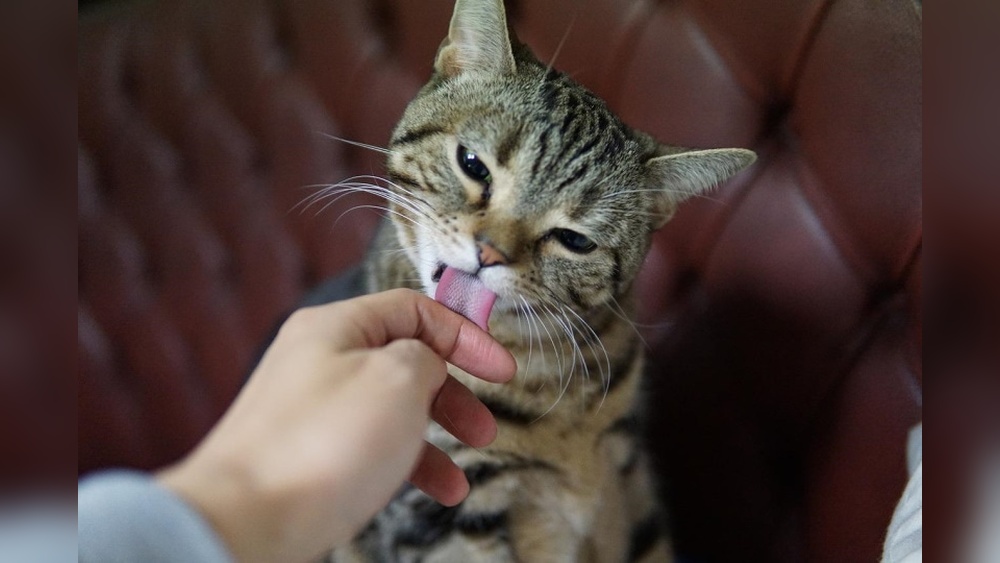 Why Does My Cat Groom Herself: Surprising Reasons Explained