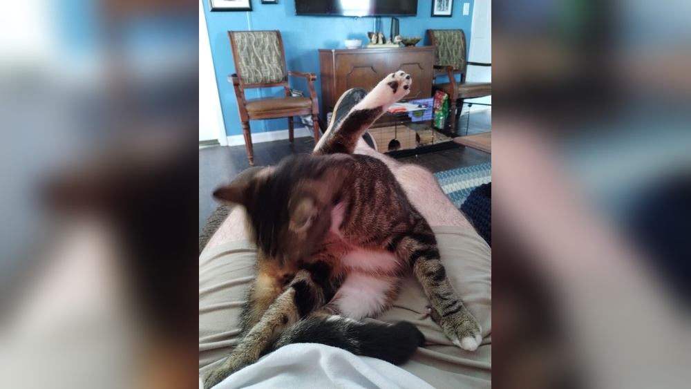 Why Does My Cat Groom Himself on My Lap: Surprising Reasons Explained