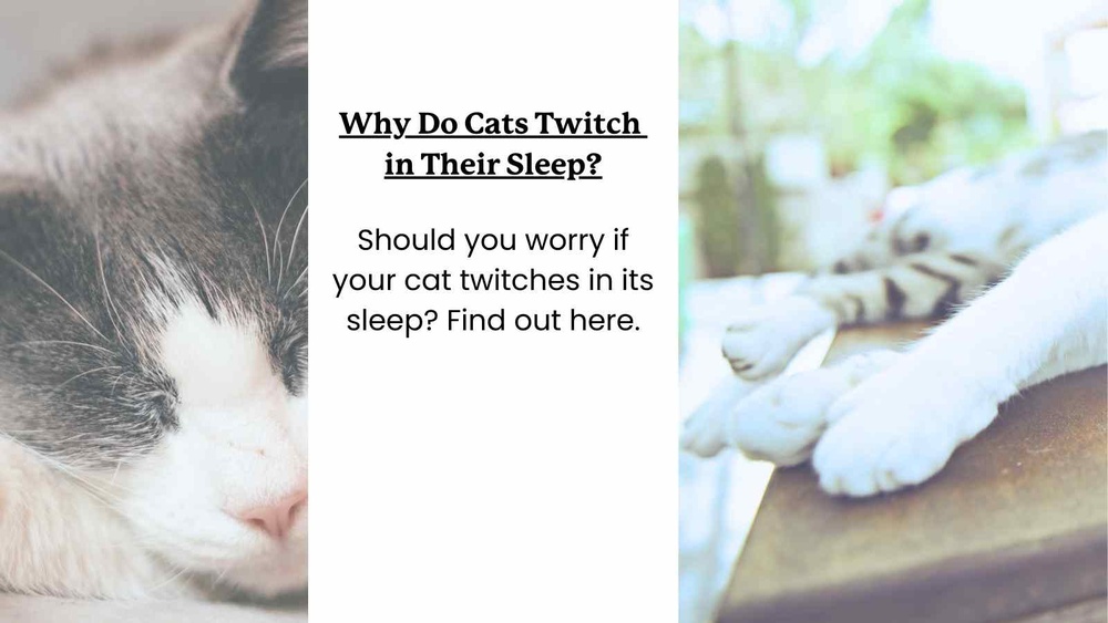 Why Does My Cat Groom in Their Sleep: Surprising Reasons Explained