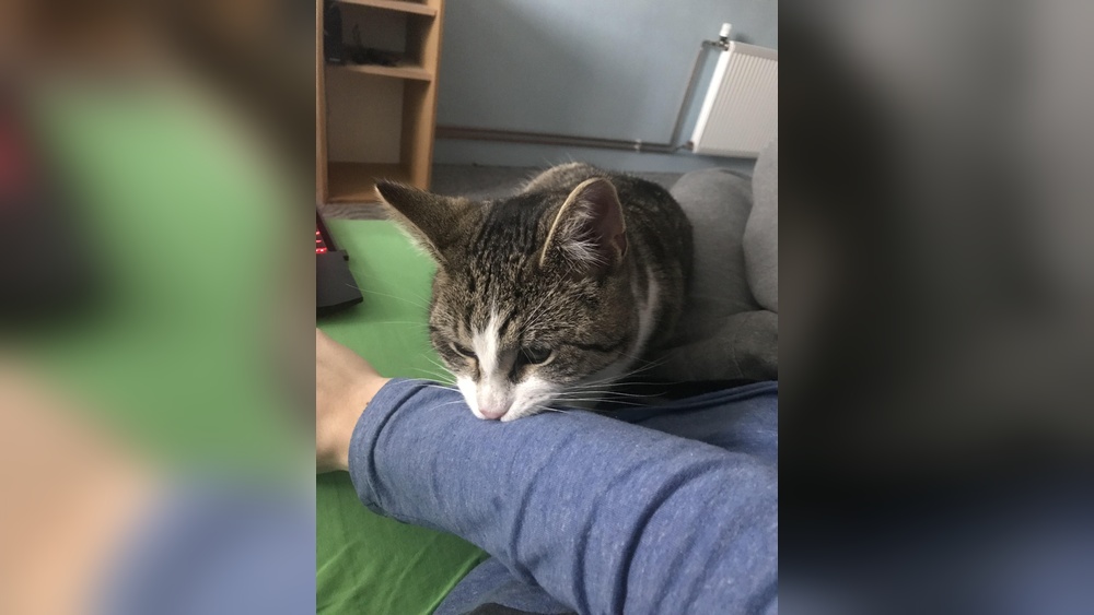 Why Does My Cat Groom Me Reddit: Surprising Reasons Explained