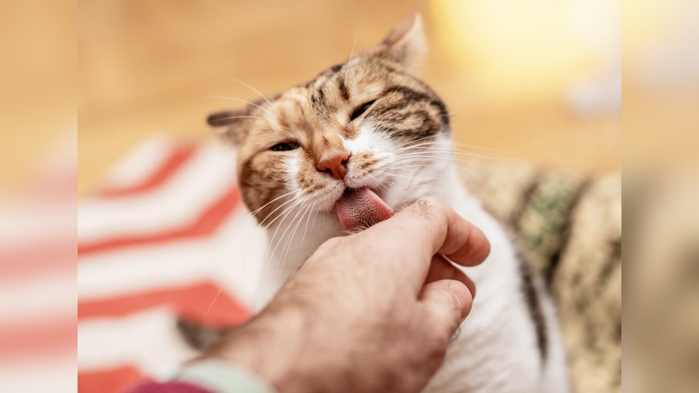 Why Does My Cat Groom My Cat Then Bite Them: Surprising Reasons Explained