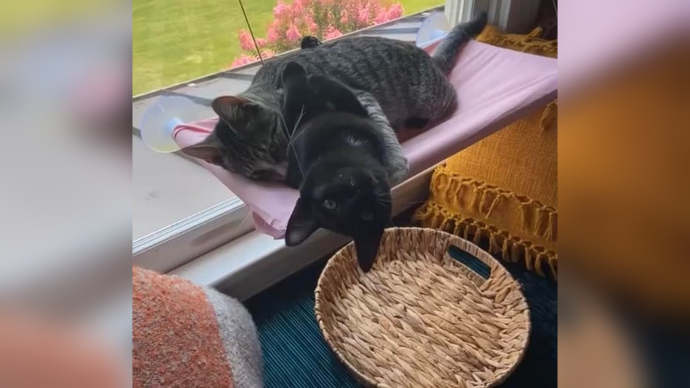 Why Does My Cat Groom My Other Cat: Surprising Reasons Explained