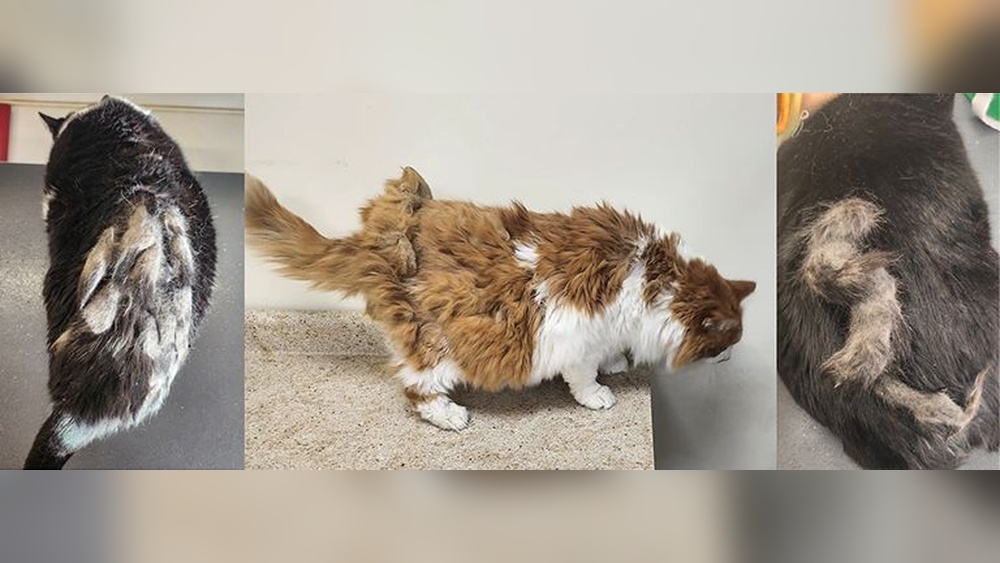 Why Does My Cat Groomer near Me: Top Reasons to Choose Local Care