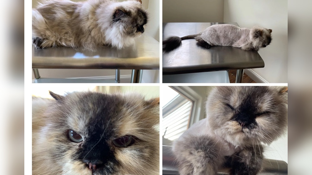 Why Does My Cat Have Bumps All Over After Grooming? Causes Explained