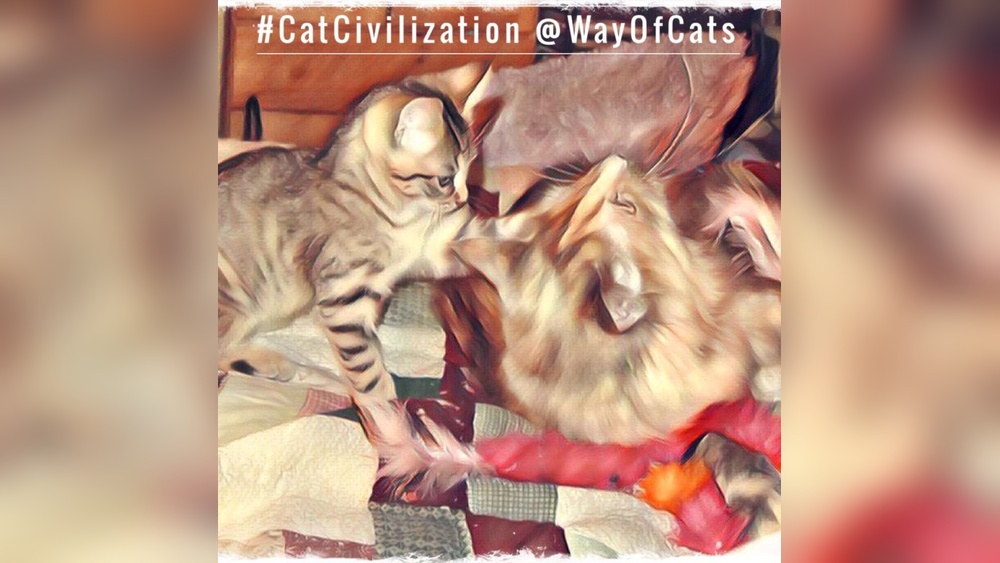 Why Does My Cat Hiss at Her Toy: Surprising Reasons Explained