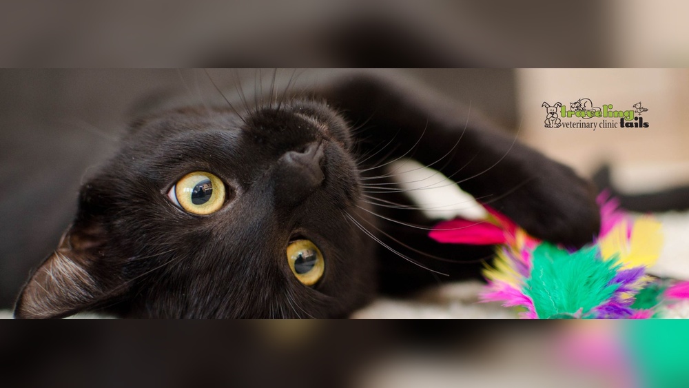 Why Does My Cat Keep Bringing Me Her Toy: Surprising Reasons Explained