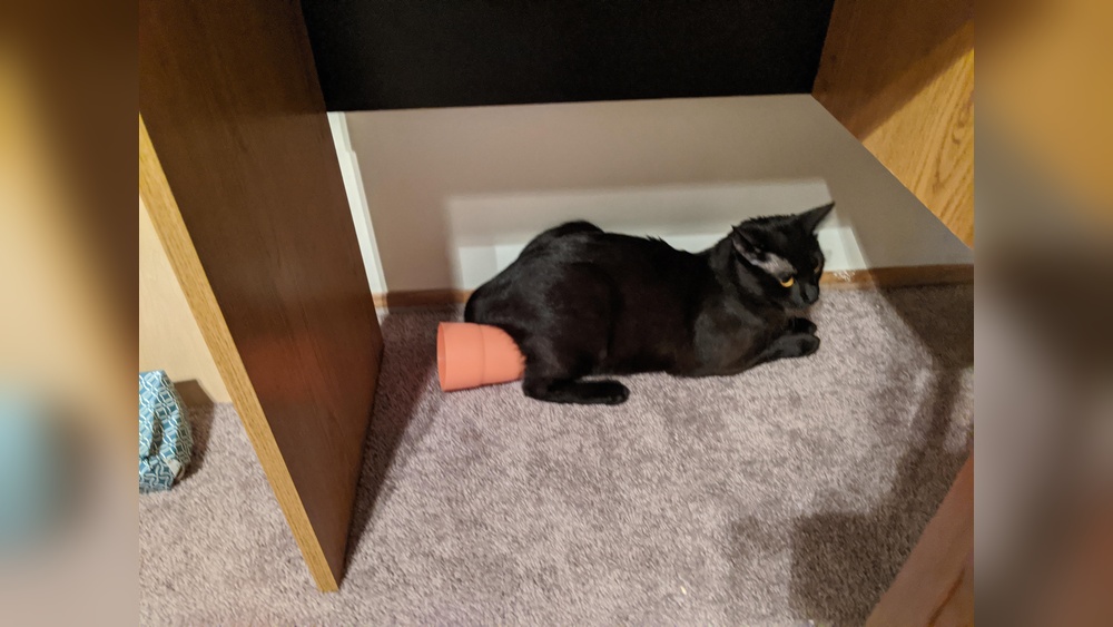 Why Does My Cat Lay on Toys: Surprising Reasons Explained