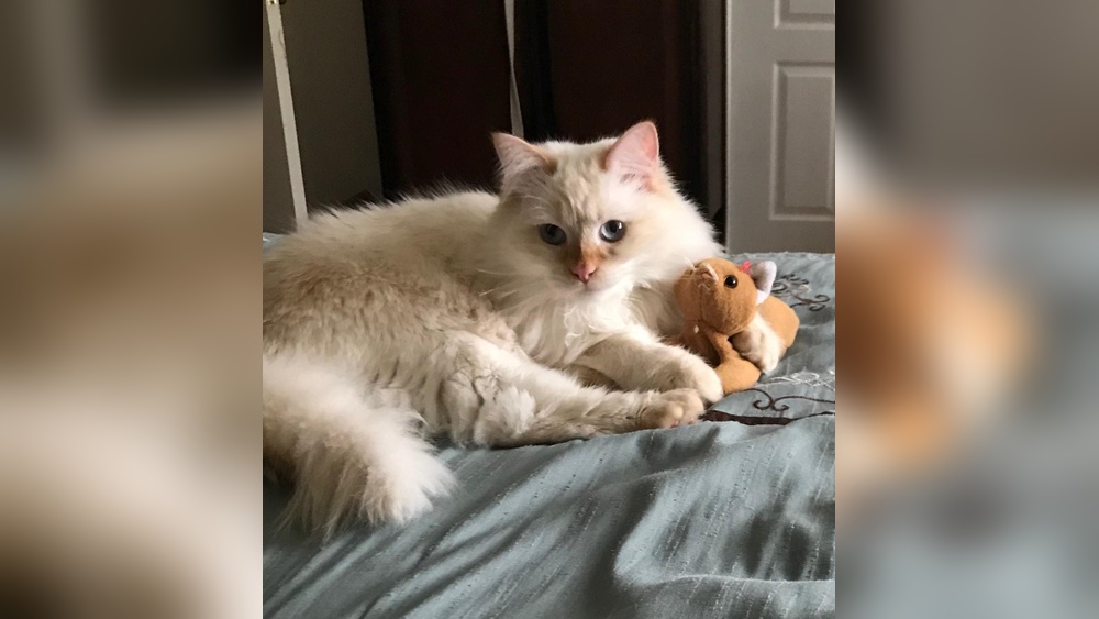 Why Does My Cat Lick Her Toys: Surprising Reasons Explained