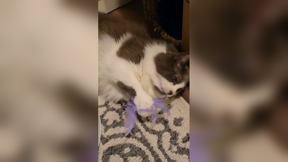 Why Does My Cat Lick His Toys: Surprising Reasons Explained