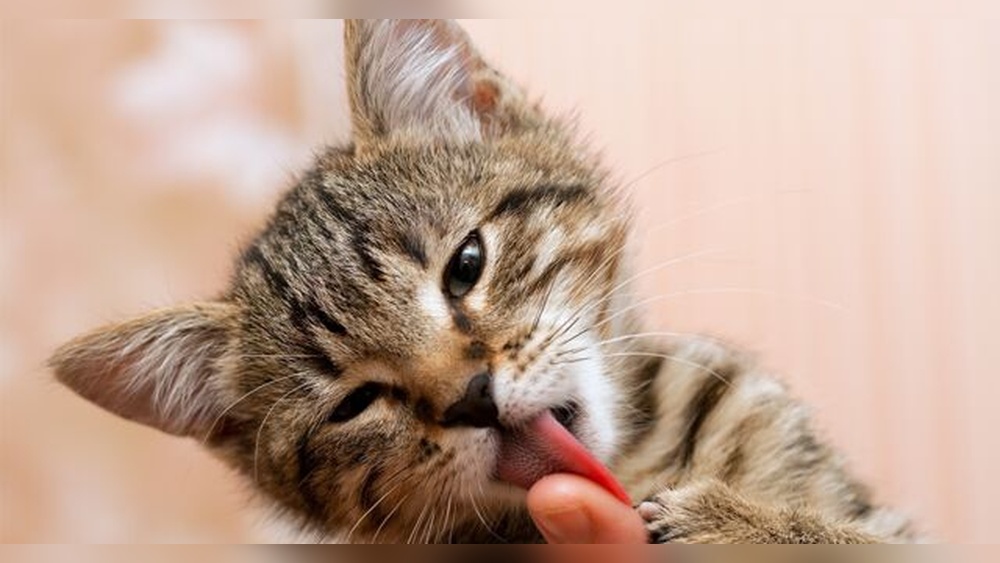 Why Does My Cat Lick Its Toys: Surprising Reasons Explained!