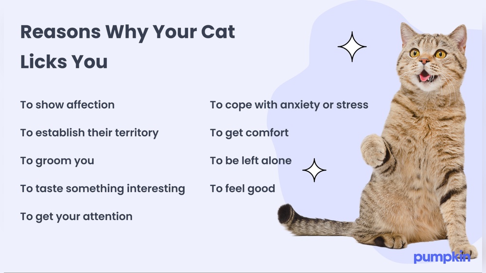 Why Does My Cat Lick Me When She&rsquo;S Grooming: Surprising Reasons Revealed