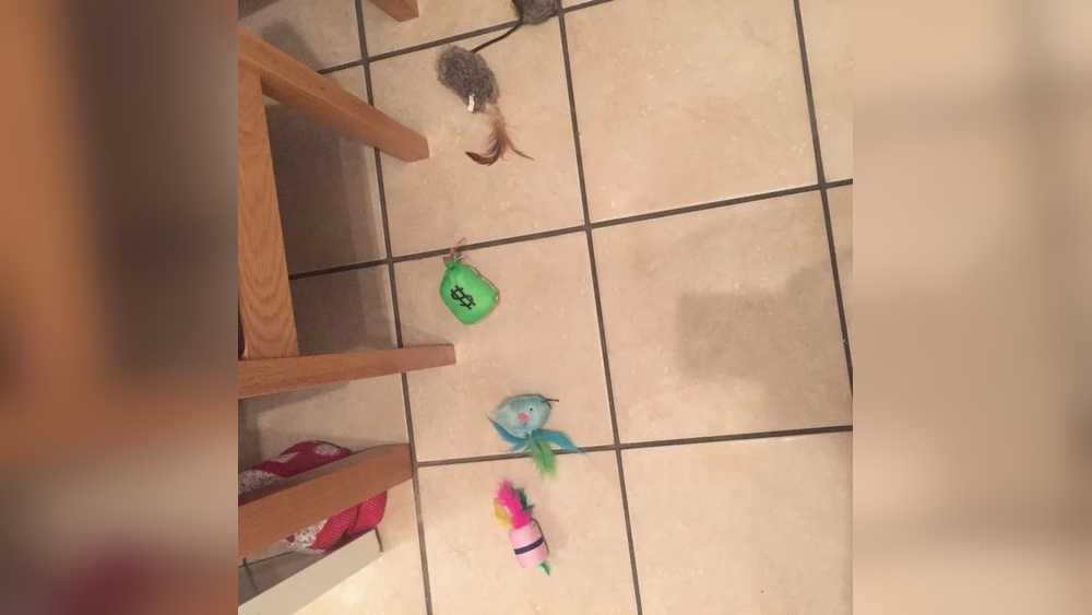 Why Does My Cat Line Up Her Toys: Surprising Reasons Explained