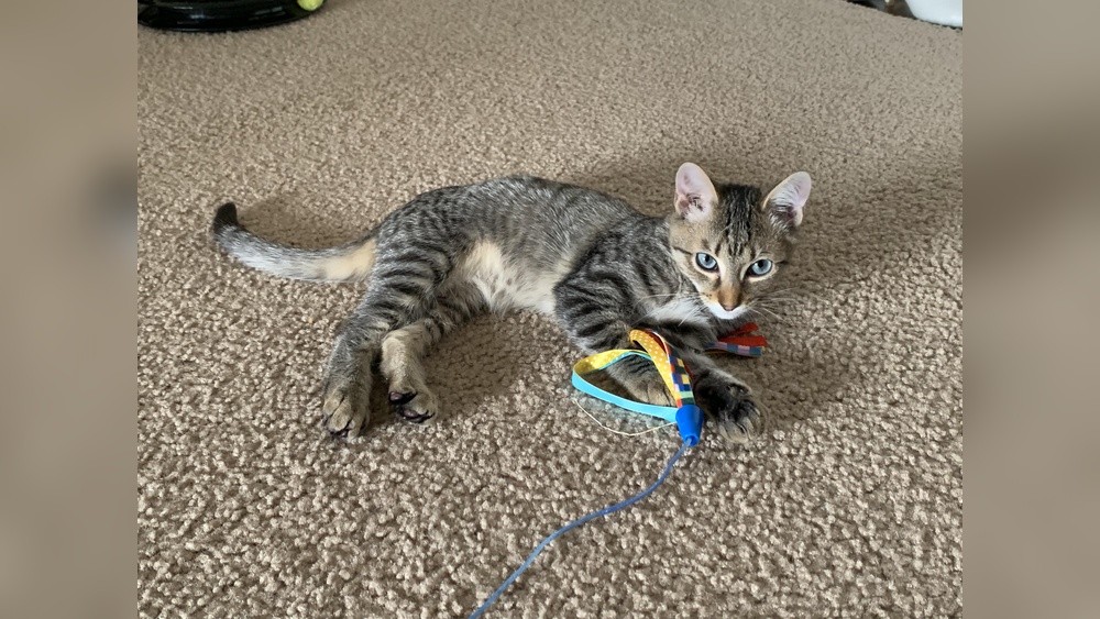 Why Does My Cat Love One Toy: Surprising Reasons Revealed