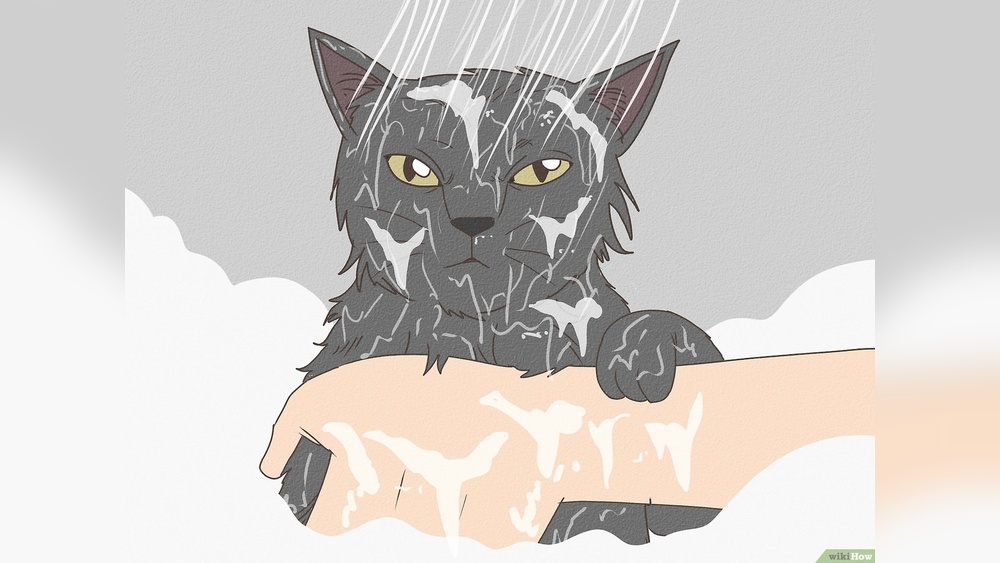 Why Does My Cat Not Groom Himself: Top Causes & Solutions